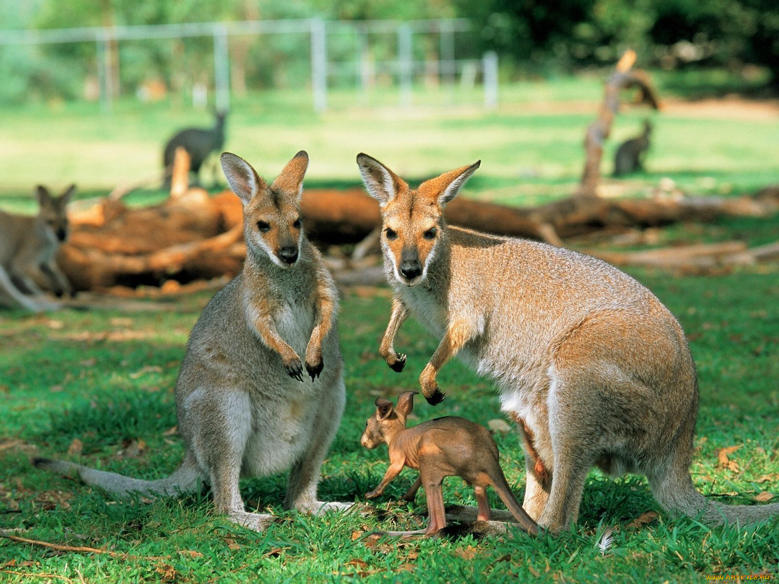 Кенгуру в Австралии
